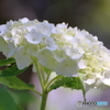 最初の紫陽花
