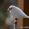 白文鳥