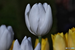 冬の花壇④