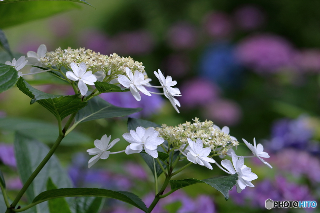 紫陽花の園②