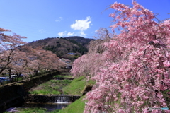 宮城野早川堤の桜