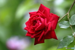 薔薇の季節①