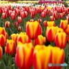 チューリップフェア②