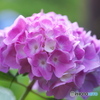 紫陽花の季節その1