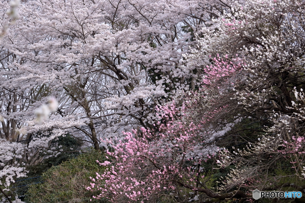 山桜１