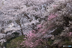 山桜１
