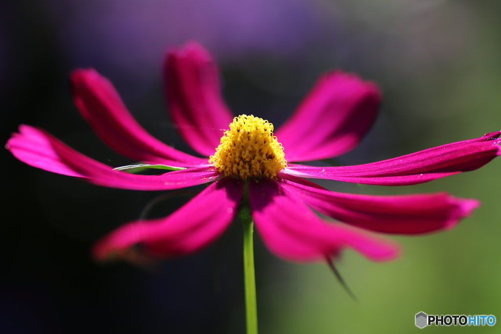 もう秋・・・♪