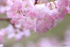 春めき桜