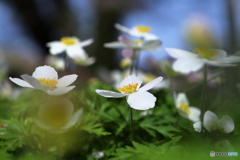 里山の妖精たち