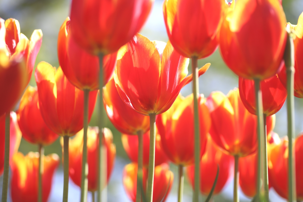 花便り　チューリップ②