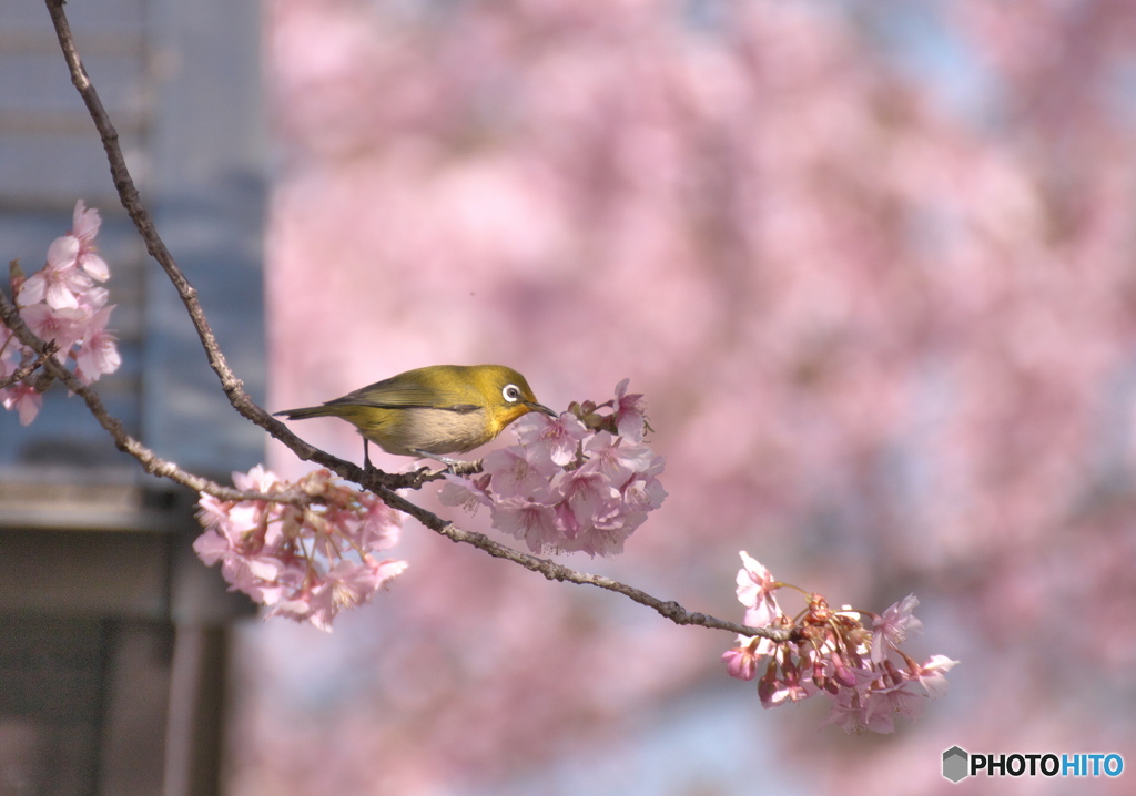 河津桜とメジロ