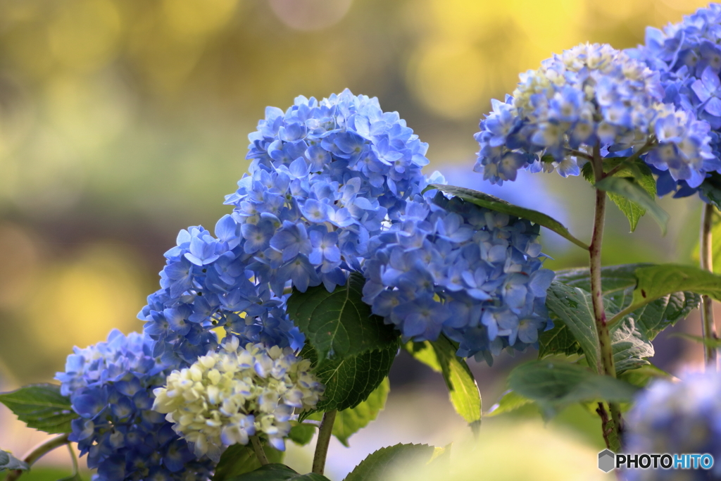 紫陽花の季節②