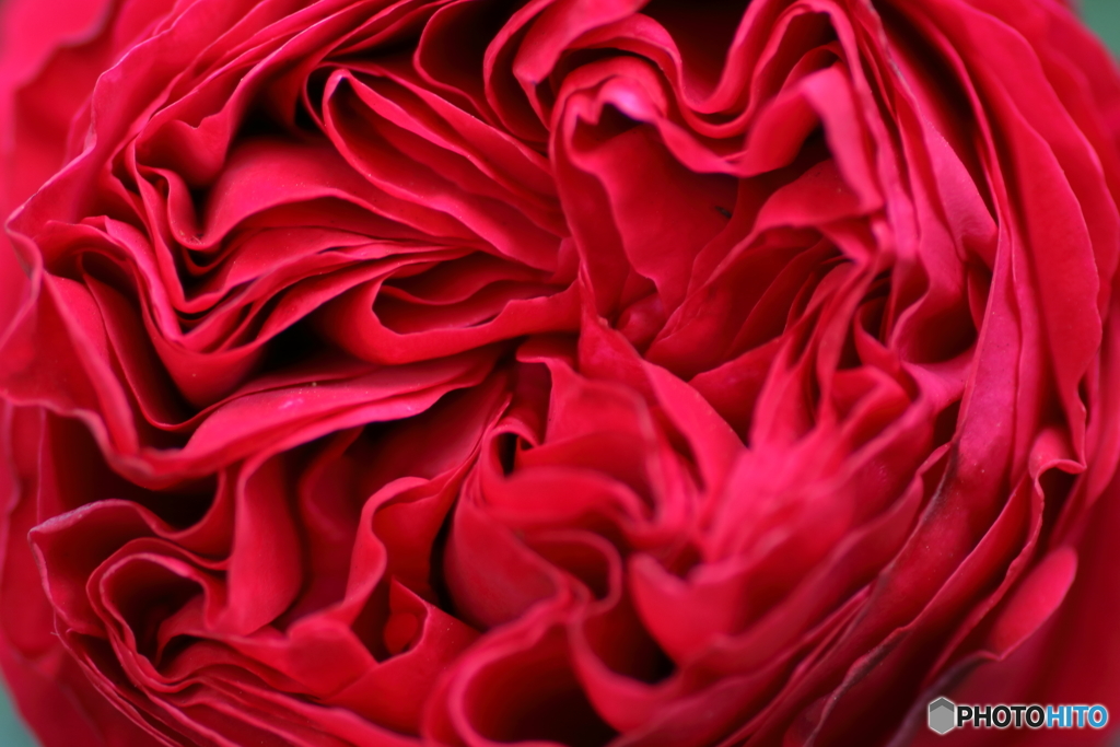薔薇の季節④