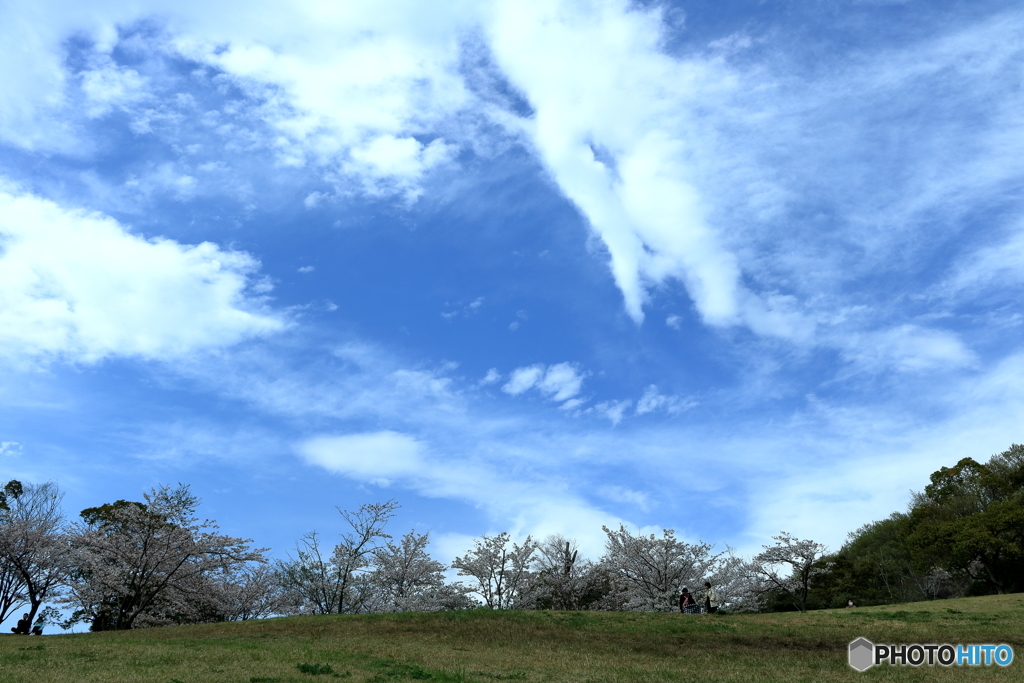 青空と桜