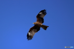 青空に舞う