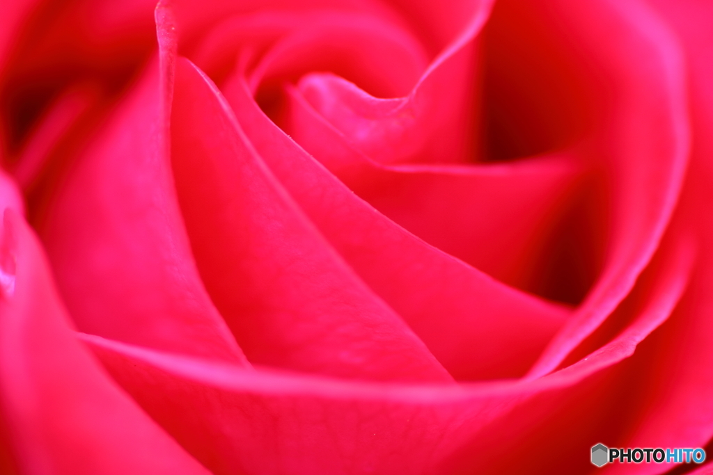 五月の薔薇②