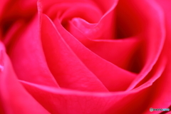 五月の薔薇②