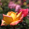五月の薔薇