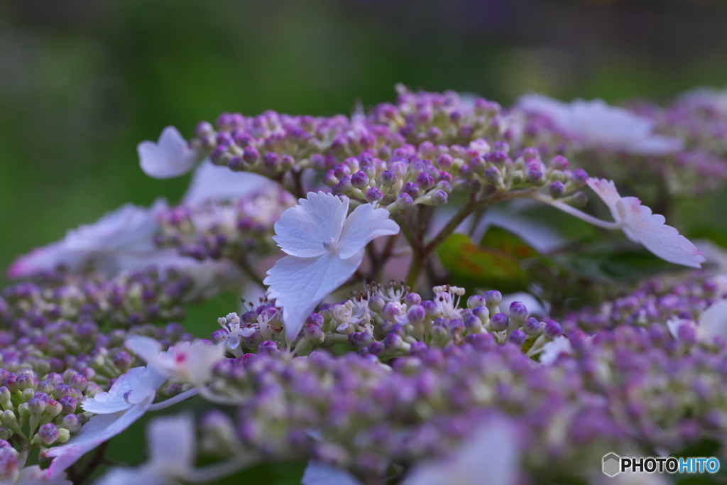 紫陽花の季節その3