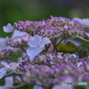 紫陽花の季節その3