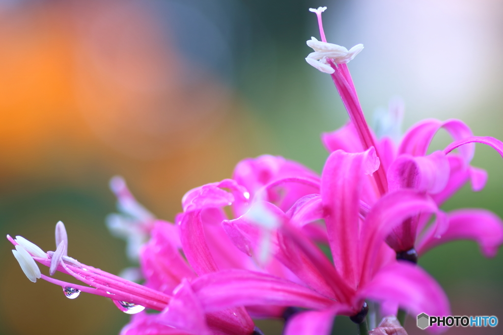 ネリネ・サルニエンシス