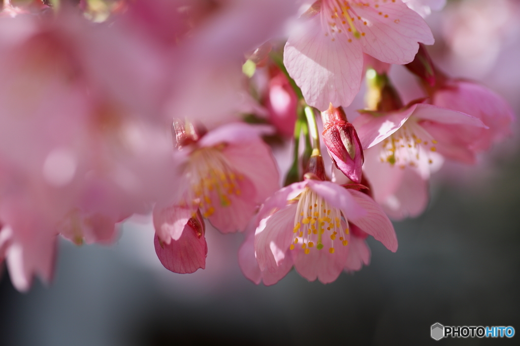 城ヶ崎桜