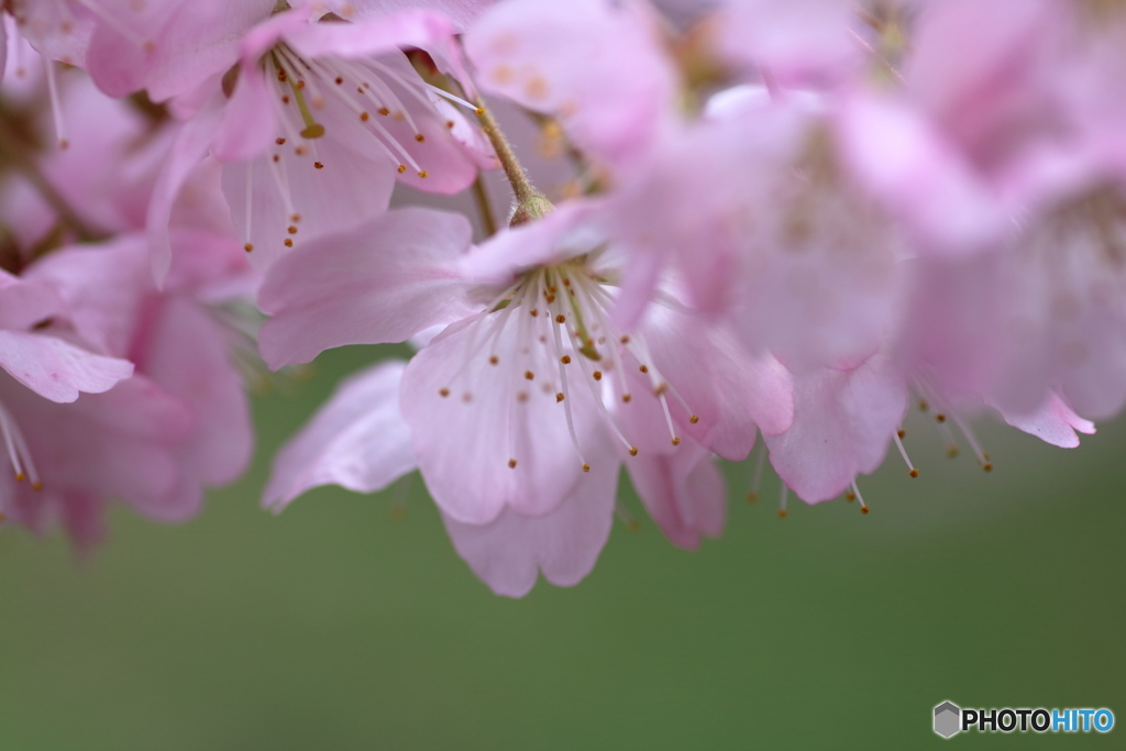 春めき桜①