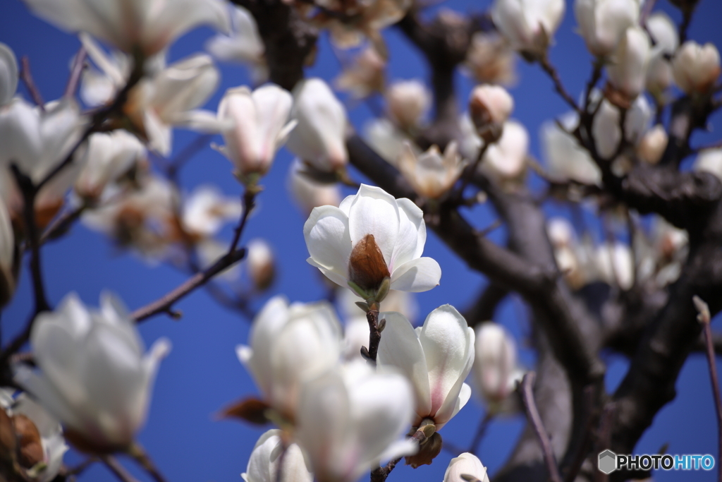白い春の花①