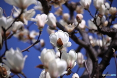 白い春の花①
