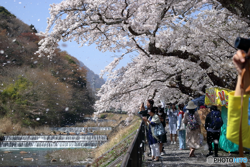 桜吹雪に酔いしれて