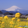 春めき桜と菜の花