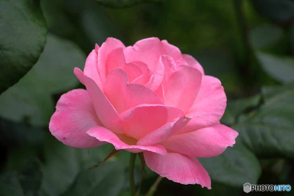 薔薇の季節②