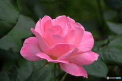 薔薇の季節②