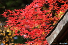 神社の紅葉