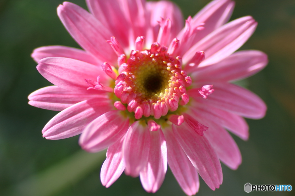 窓辺の花③
