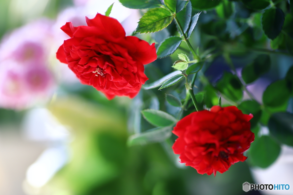 小さな薔薇