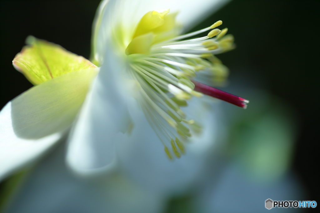 魅惑の蕊