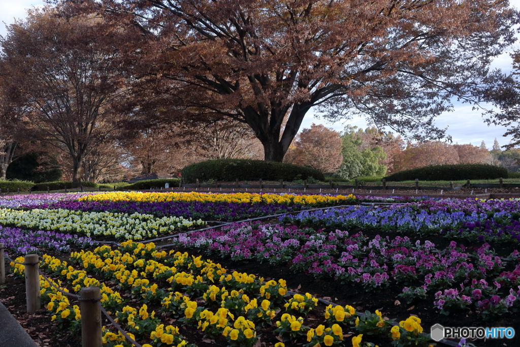 晩秋の公園