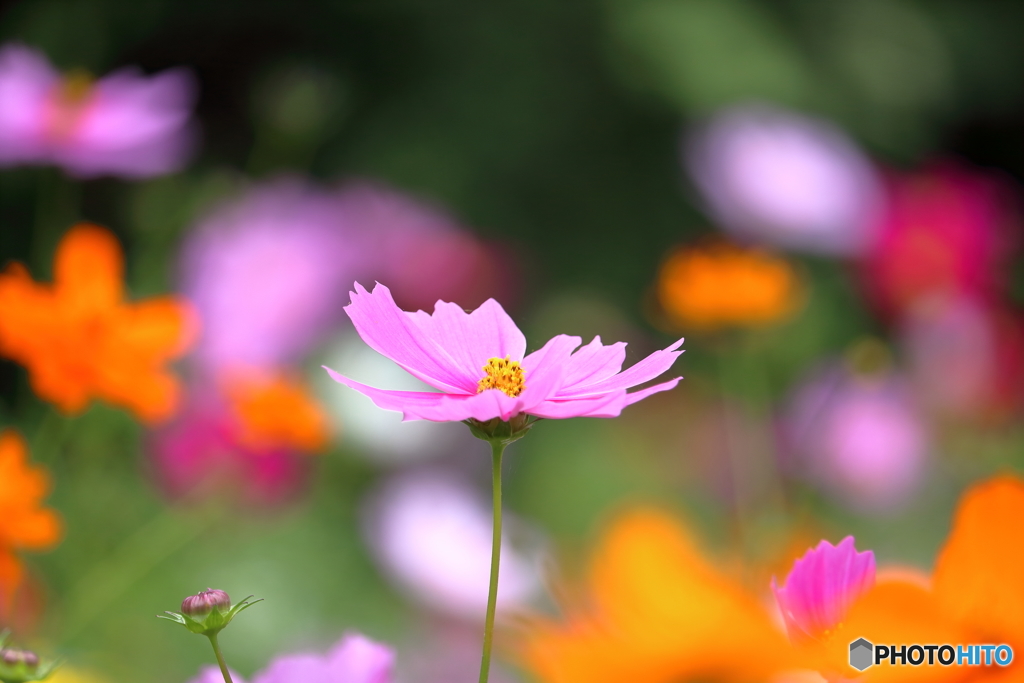 秋桜④