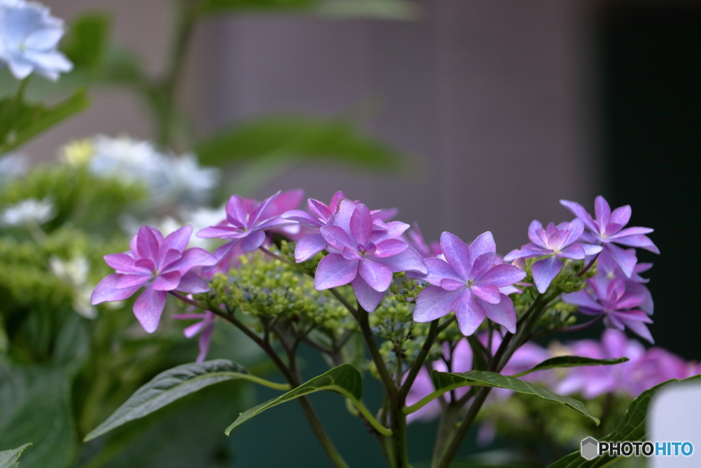 五月の紫陽花５