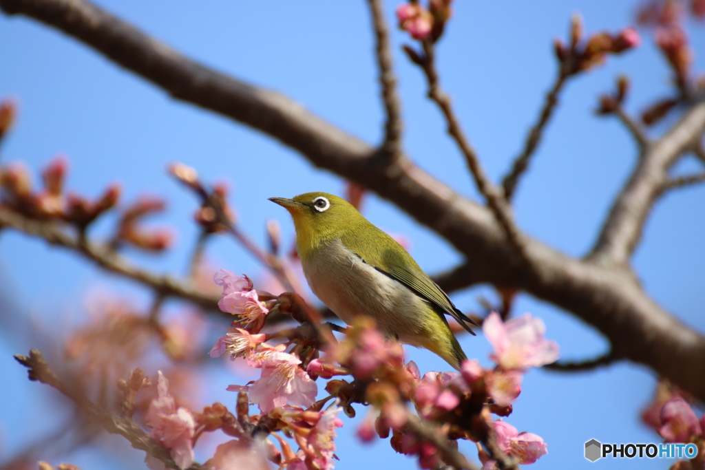 桜ジロー５