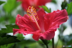 夏の始まり