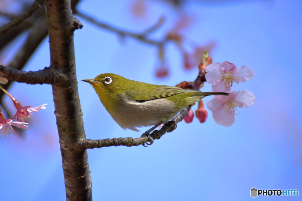 桜ジロー