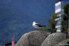 誰もいない