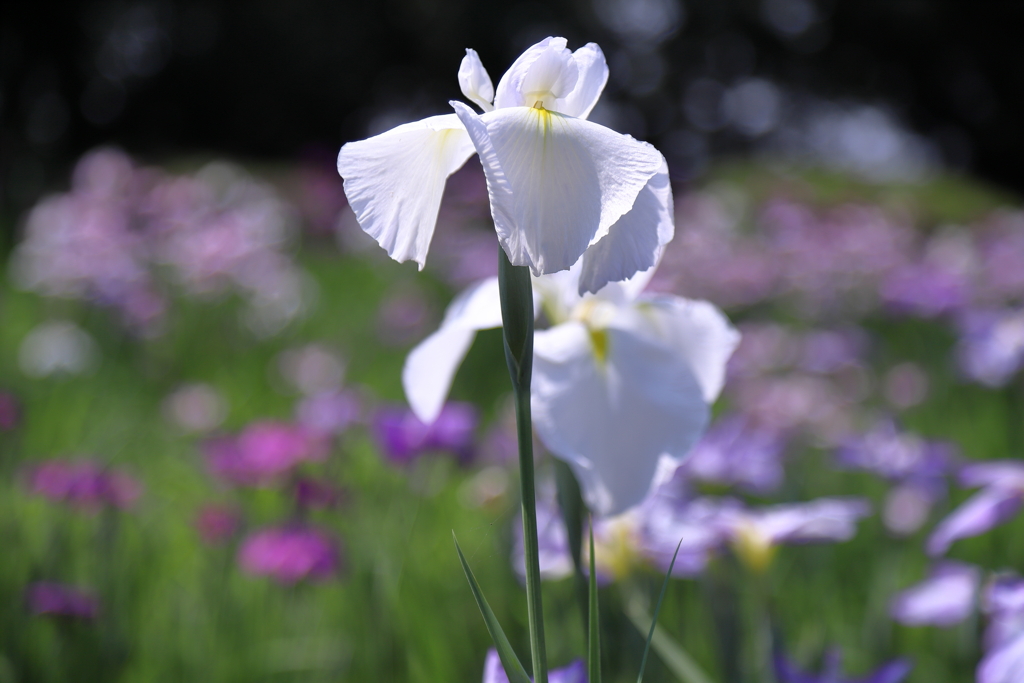 菖蒲園②