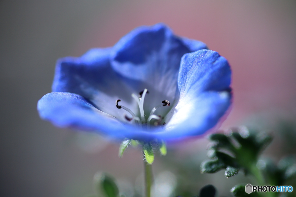 春の癒し花③