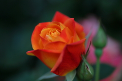 五月の薔薇