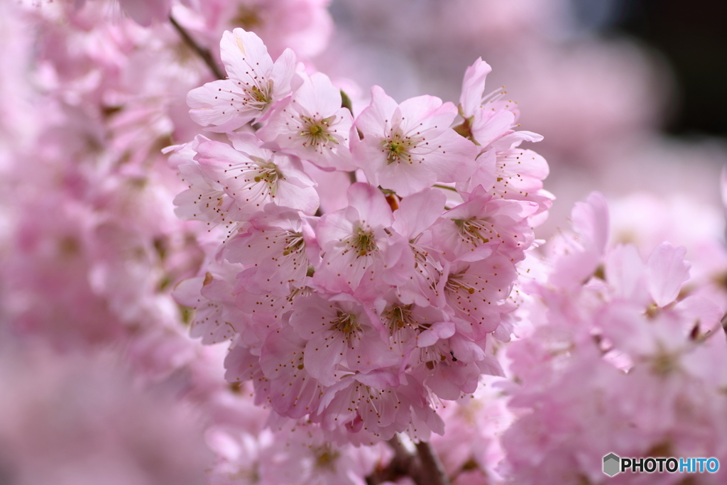 春めき桜③