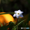 野の花 ハナニラ