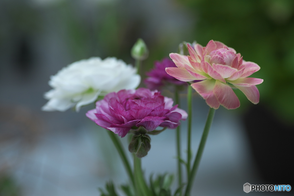 春の花達②